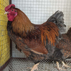 纯紫怀特鸡幼仔观赏鸡活鸡宠物鸡怀恩多特鸡黑白花怀特孵化蛋鸡