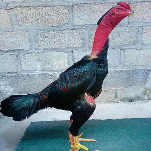 越南鬼子斗鸡活物成年斗鸡活鸡小鸡仔中原幼崽斗鸡蛋受精孵化蛋