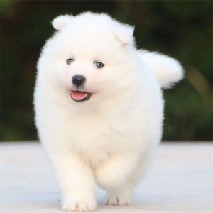 纯种萨摩耶幼犬纯白小狗活物幼崽萨姆耶活体宠物狗真狗活幼体出售