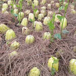 tb7548623_2012淘宝佛手瓜种籽种苗原土发货佛手瓜苗种植龙须菜盆栽