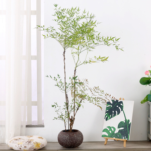 南天竹盆栽水养绿植老桩盆景客厅室内好养大型阳台耐寒植物树苗