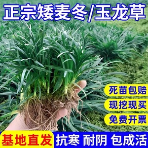 日本矮麦冬草玉龙草庭院绿化草坪植物细叶长叶金边耐寒小麦冬草苗