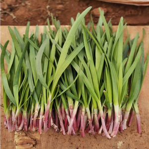独根红韭菜种子四季种籽红根宽叶九寿光紫根艽菜直销春季阳台盆栽