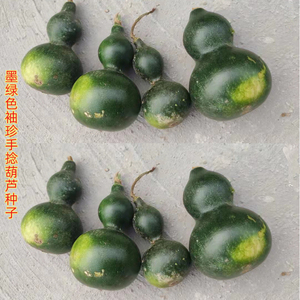 墨绿袖珍手捻那葫芦种子观赏把玩小亚腰种籽四季阳台庭院盆栽爬藤