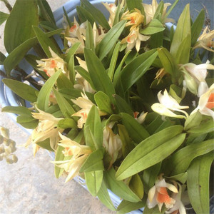 云南原种石斛大丛黑毛翅萼橘子香水开花漂亮易种成活造景装饰diy