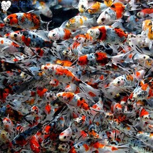 观赏鱼五花鲫鱼花草金鱼好养耐活的鱼活体冷水鱼花色鱼包邮