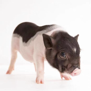 长不大的小香猪