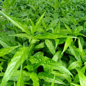 忧遁草苗黎王草苗大小尖叶优顿草苗优盾草优遁草鳄嘴花忧遁草苗1