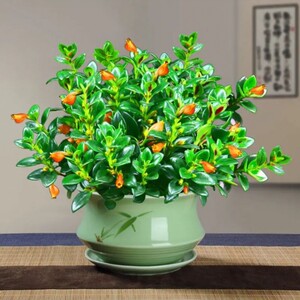 常春藤金鱼花金鱼吊兰盆栽花卉室内小盆栽花草植物庭院四季常青