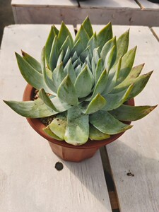 仙女杯系列雪山多肉