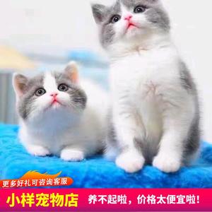 小猫猫咪三花猫网红橘白猫橘猫狸花猫宠物猫活体幼崽小土猫家养猫