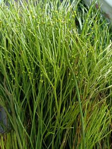 野生石侧柏石刷把松叶蕨石寄生竹寄生松叶兰铁石松新鲜石侧柏1斤