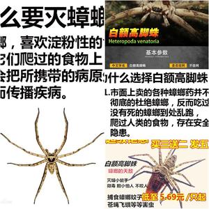 白额蛛高脚抓吃蟑螂的蜘蛛抓蟑螂吃小强天敌克星虫灭蚊活蛛蜘9221