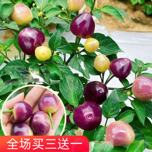 五彩椒种籽小辣椒广西泡椒珍珠七彩椒种孑盆栽蔬菜种子四季播