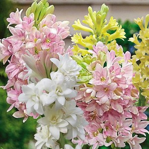 晚香玉种球左家花园阳台盆栽庭院地栽白色重瓣浓香型花卉新手易养