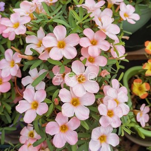 80悦果妃旗舰店天猫多年生幸运三叶紫叶酢浆草种球种子根盆栽庭院