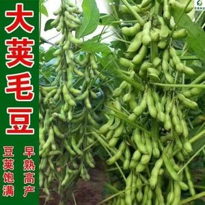 菜毛豆种子早熟高产鲜食豆非转基因青黄豆黄豆种籽抗病四季蔬菜种