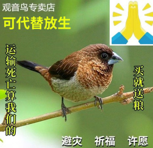 活体放生小鸟观音鸟宠物鸟活鸟小动物观赏家养上手鸟下蛋繁殖鸟