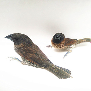 活体放生小鸟观音鸟宠物鸟活鸟小动物观赏家养上手鸟下蛋繁殖鸟