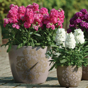 紫罗兰盆栽花重瓣花卉冬季开花庭院好养花苗客厅含盆观花大花植物