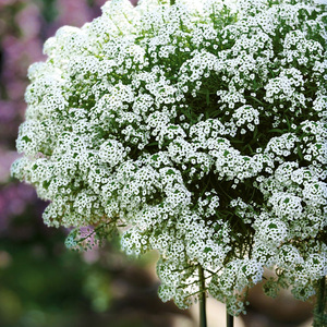香雪球盆栽耐寒花卉垂吊带花植物阳台庭院花期长花量大小雪球花苗