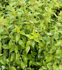 野生新鲜雾水葛糯 米藤根消脓根糯 米草脓见消