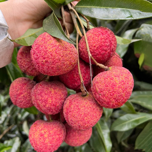 顺丰闪发 漳州双肩玉荷包荔枝新鲜包邮水果5斤应当季现摘老树整箱