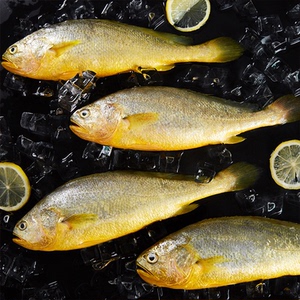 三都港速冻黄花鱼新鲜大黄鱼黄鱼鲜活海鱼冷冻水产海鲜450g*3条