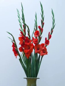 10支剑兰水养剑兰花 鲜花0人付款79