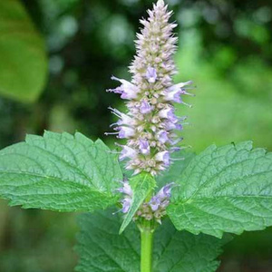 藿香种子 多年生草本植物观叶常绿芳香四季可播种易活易种好生长