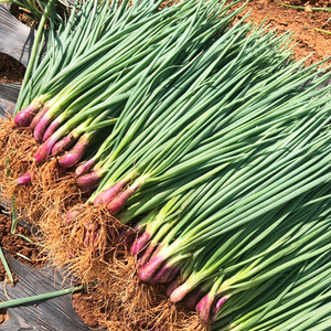 红根葱种四季