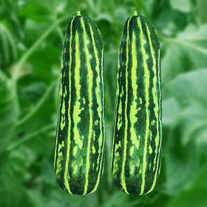 花皮烧瓜爽口菜瓜种子脆瓜甜脆嫩稍瓜孑四季春季蔬菜酥瓜种籽梢瓜