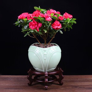 00江南美丽家淘宝『禾园』日本早乙女杜鹃小苗素材小品微型盆景盆栽