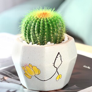 tb9821282淘宝白鸟 仙人球 正版稀有贵货收藏软刺趴刺不扎手仙人掌