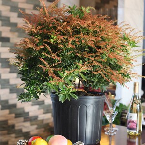 马醉木树苗带根耐寒喜阴北方室外庭院灌木常绿花卉植物