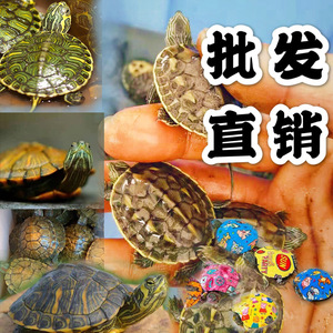 黄金巴西龟炫彩七彩网红小乌龟中华草绿线草珍珠龟龟鳄龟东西锦龟