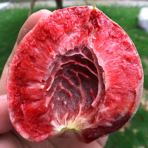 湖北血桃新鲜现摘胭脂红桃子新鲜红心水果现发5斤开心脆桃子大果
