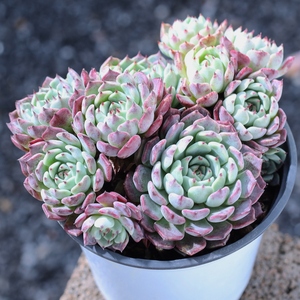 沙罗姬多肉植物肉肉室内植物含盆大颗好养云南直发