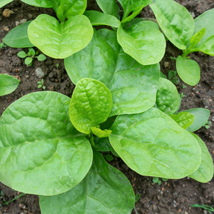 大叶木耳菜种子种籽种孑菜籽种大全四季阳台盆栽夏季种的蔬菜种子