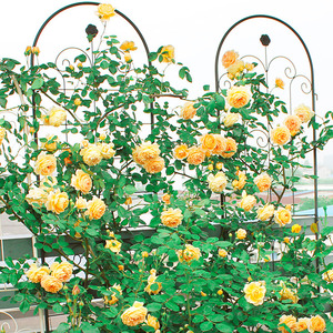 花架爬藤架子花支架蔷薇植物架铁艺户外庭院植物月季铁线莲攀爬架