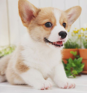 纯种柯基幼犬长不大的宠物小体动物活物可爱短腿小型幼崽家养狗狗