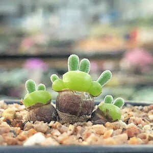 碧光环小兔子兔斯兔耳朵多肉植物番杏科实生多头群生单头老桩