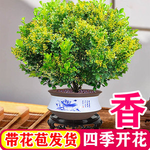 香水米兰花盆栽花卉绿植室内老桩带花苞四季开花好养阳台植物树苗