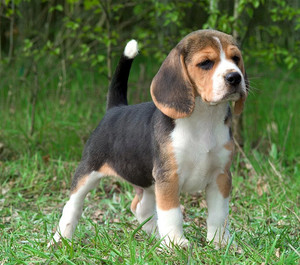 比格犬幼犬纯种米格鲁猎兔犬宠物活物巴吉度短毛幼崽小型犬宠物狗