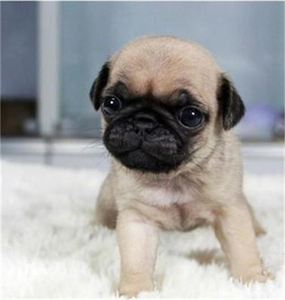 纯种巴哥活体幼犬沙皮狗皱褶犬短毛哈巴狗斗牛犬狗活幼体宠物狗狗