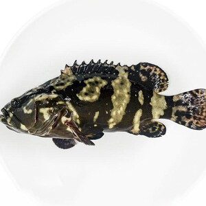 6斤/条深海鱼石斑鱼珍珠斑龙胆鱼鲜活红东星斑海鲜新鲜水产tb