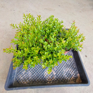 大降价迷你小叶赤楠盆景野生石菖蒲水培提根老桩小叶雀舌皱皮黄杨