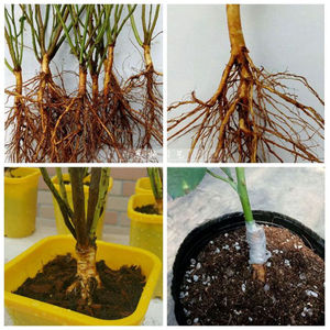 月季嫁接砧木实生蔷薇杆子砧木树桩子独杆根1.0直径80厘米长杆(10