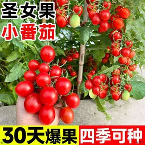 千禧圣女果种籽小番茄种子西红柿苗秧阳台水果蔬菜农作物植物种孑