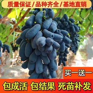 蓝宝石葡萄苗大苗果树果苗爬藤当年结果南方种植巨峰葡萄树苖盆栽